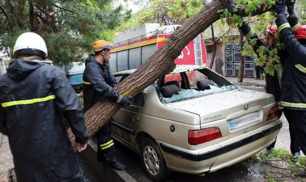 مطالبه خسارت سقوط درخت روی خودرو از شهرداری