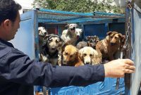 قراردادهای صوری نگهداری سگ‌های بلاصاحب در کرج!