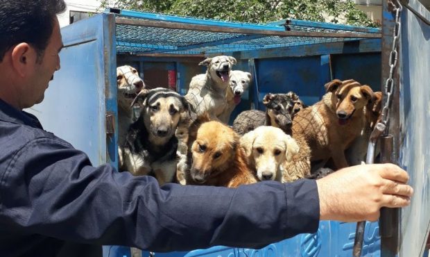 قراردادهای صوری نگهداری سگ‌های بلاصاحب در کرج!